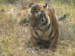 Bengal-tiger-male