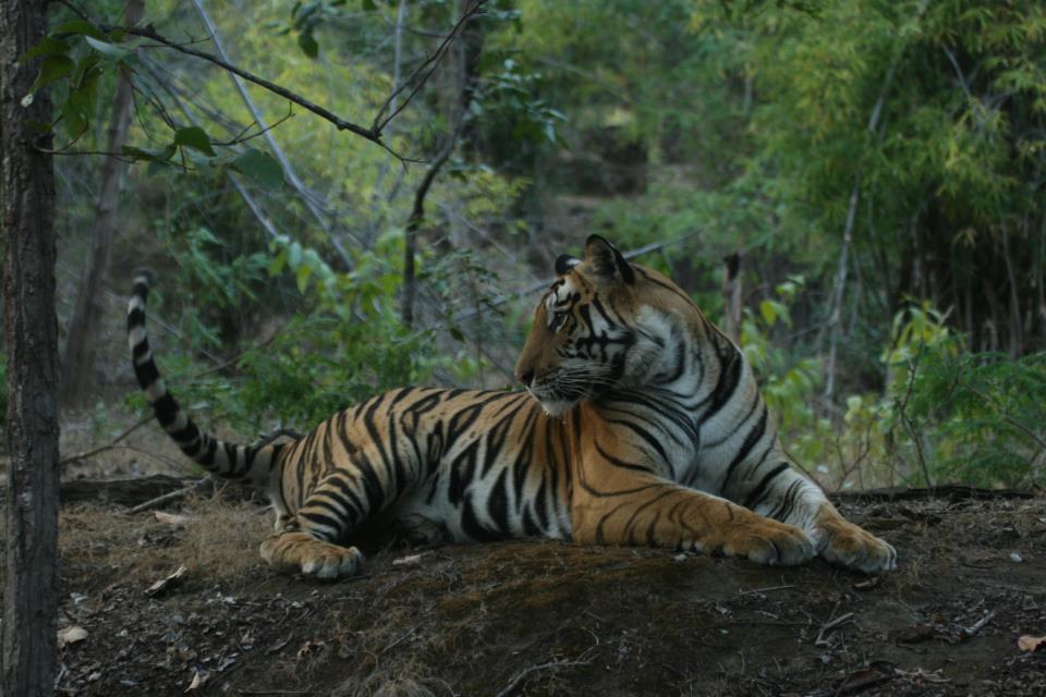 Tiger Safari – Page 2 – Wildlife of India