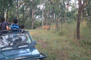 Male Tiger on Jeep Safari